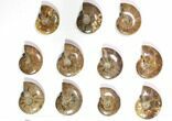 Lot: to Polished Ammonite Fossils - Pieces #116657-2